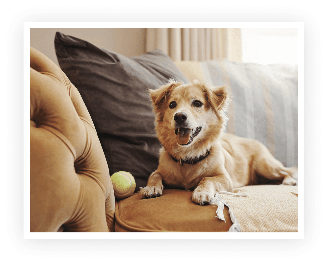 Relaxed dog beside tennis ball