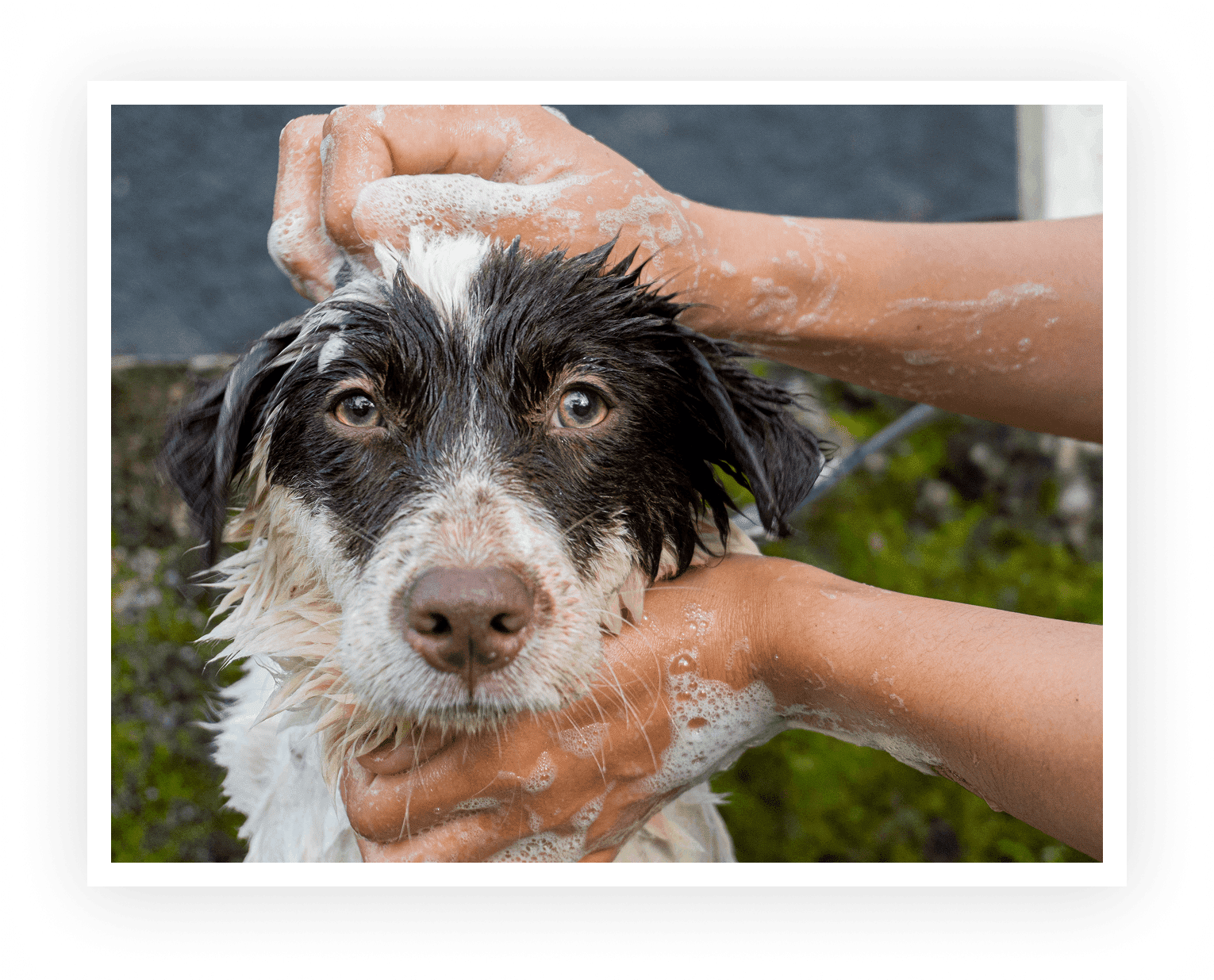 Dog getting a bath with soapy hands.