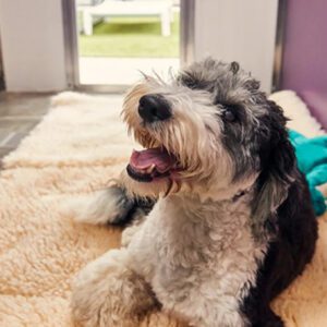 Happy black and white dog lying on a carpet indoors.