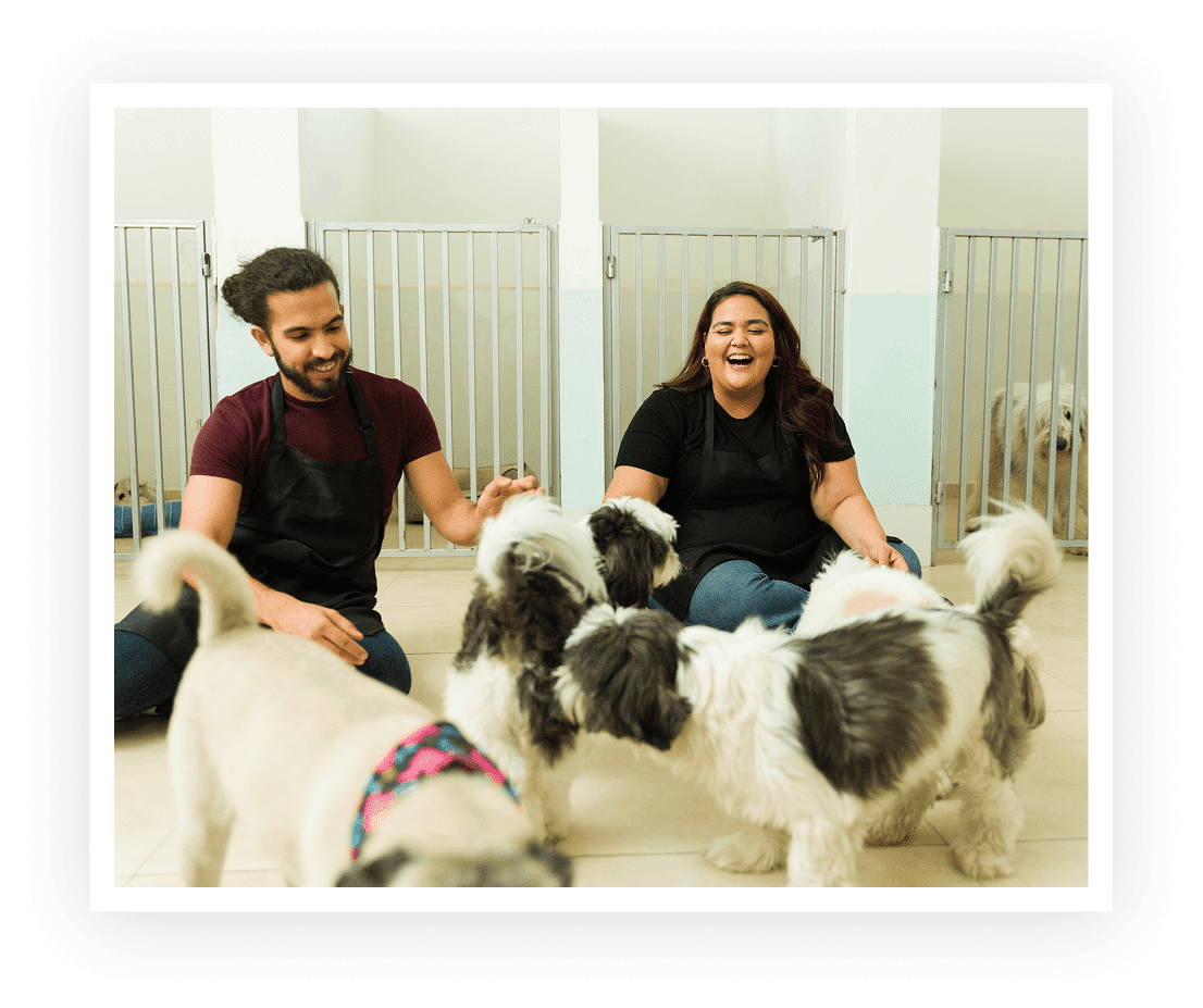 Happy time at dog daycare