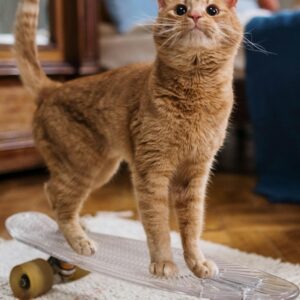 Orange tabby cat standing on a skateboard indoors.