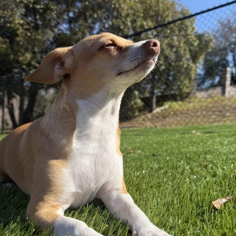 Dog enjoying sunlight with eyes closed on grass.